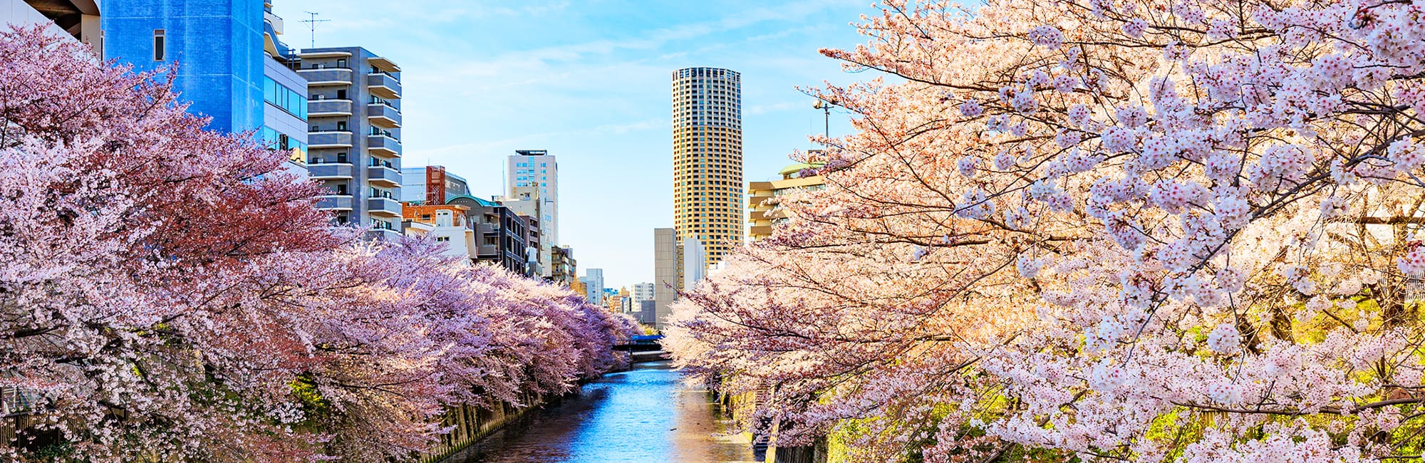 AIPPI JAPAN Website